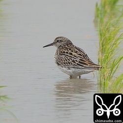 今季初のウズラシギ。非常に疲れた様子で目を閉じたりして全く動きませんが、一晩休めば元気になります。