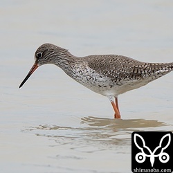 単独のアカアシシギ。越冬していない田んぼに現れたので春の移動個体と思われます。