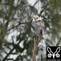 上のカタグロトビとペア。カタグロトビの雌雄は、分かりにくいですね。