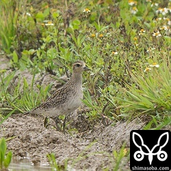 ムナグロは8羽の群れが到着。変な時期に単独で見ていますが、春の渡りとしては一応、今回が初確認ということで…。