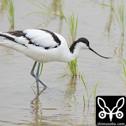今季初のソリハシセイタカシギ。警戒心ゼロ個体なので近すぎて困る。