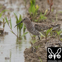 今季初のサルハマシギ。