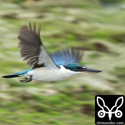 目の前を飛び回るナンヨウショウビン。