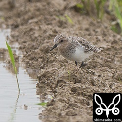 トウネンも到着。今季初です。