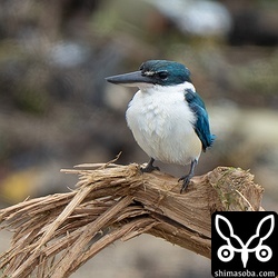 数日前に流れ着いた大木の枝がナンヨウショウビンの止まり木になっていました。