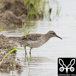 ウズラシギは数を増やしていました。