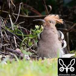 たくさんの昆虫や節足動物を食べて休憩。