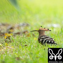 芝生にヤツガシラは石垣島の定番。警戒心が厳しめの個体でした。