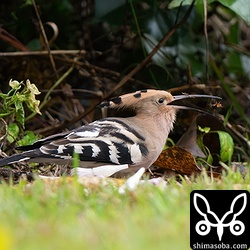 疲れた様子で枝に止まっていましたが、しばらくすると地面に降りて餌探し。ゴキブリを捕まえました。
