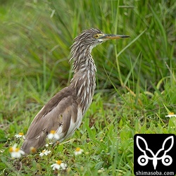 昨年秋から滞在中のアカガシラサギはやっと換羽が進みだしました。