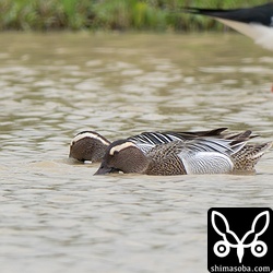 シマアジは2羽のオスが到着。別場所でも複数入っていたようです。