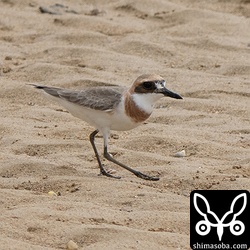 換羽が進むオオメダイチドリ。