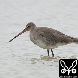 飛翔能力が高く、天気がいいと石垣島を通過してしまうオグロシギも田んぼのセイタカシギの群れの中で休憩。