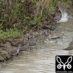 タカブシギも200以上が到着しました。