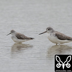 コアオアシシギ(左)とアオアシシギも島に降り立ちました。