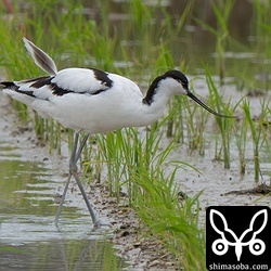 ソリハシセイタカシギは単独で飛来。