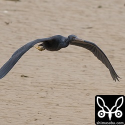 黒いクロサギ。白いクロサギに追いかけ回されていました。