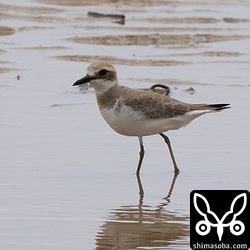この日はメダイチドリはおらず、オオメダイチドリばかりでした。