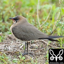 ツバメチドリは非常に疲れた様子です。