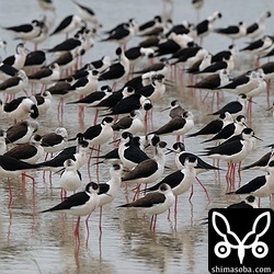 セイタカシギは圧巻の400アップ。飛翔する風景は感動的でした。