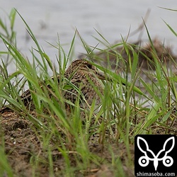 疲れているのか動かない個体ばかりでした。