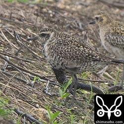 ムナグロは10羽ほどを確認。