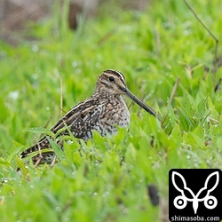 今季初のチュウジシギは数羽を確認。