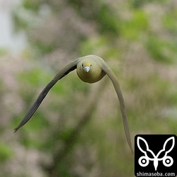 こちらに飛んできたチュウダイズアカアオバト。リビングの窓ガラスに、年に1回ぐらいの割合で衝突する。ブラインドしていてもぶつかるのは外の景色が反射しているからなのか?