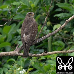 自宅前で越冬に成功したサシバ。今回は幼鳥での飛来だったので、事故などなければ今年の秋には成鳥となって同じ場所に戻ってくるでしょう。