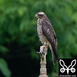 こちらは自宅近くのサトウキビ畑で越冬したサシバ。同じく幼鳥です。