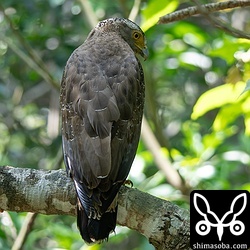 林道のカンムリワシ。警戒心のないメス個体。