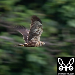 越冬したチュウヒ。カメラのISO感度を上げるの忘れて流し撮りみたいになってしまった…。^^;