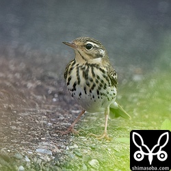 鳴き声がしたので探してみるとビンズイが1羽いました。