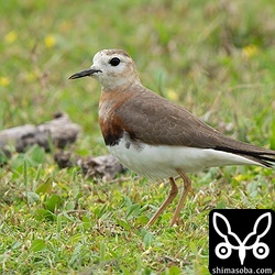至近距離でオオチドリを堪能。オス個体で夏羽になりつつあります。
