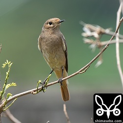 石垣島でも過去に2回ほど記録のあるクロジョウビタキ。