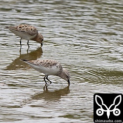 トウネンは数羽で飛来。