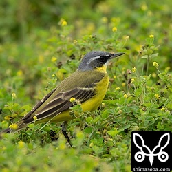 眉斑が細く見えたマミジロツメナガセキレイ。夏羽は美しいですね。