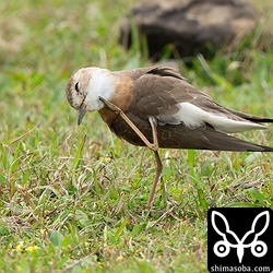 頭をかいたり。