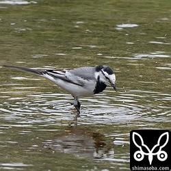 タイワンハクセキレイはキガシラセキレイと仲が悪いようでした。