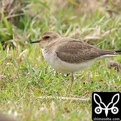 こちらはメスなのか。