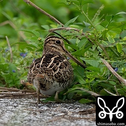 こちらは歩道にチュウジシギ。渡り感があっていいですね。