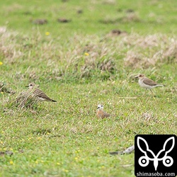 オオチドリは7羽いましたが、一枚の写真には5羽写し込むのがやっとでした。