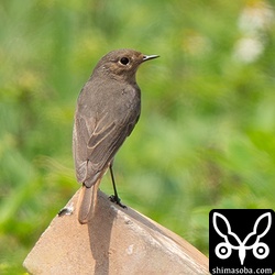 上と同個体。牧場や民家の生垣を移動していました。こちらのメス個体は比川ですが、租納にはオス個体もいたそうです。場所を教えてもらいましたが見つけられず…。