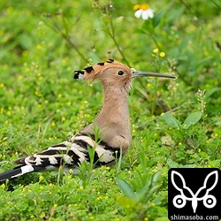 ヤツガシラは4羽確認。だれも見向きもしない…。