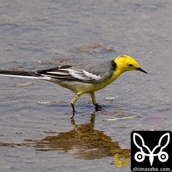 キガシラセキレイは島内に4羽。春の渡りは当たると天国ですが、外れると地獄。大先輩たちは毎年、1カ月ほど滞在するので、どちらも味わっているようです。^^;