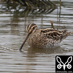 田んぼにチュウジシギ。