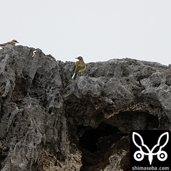 シギ、チドリを見ていると上空からマミジロツメナガセキレイ100羽程度の群れが到着。(キマユ)ツメナガセキレイとムネアカタヒバリも少し混じっていました。