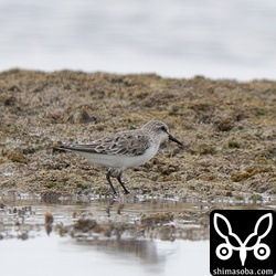 ミユビシギは数羽が滞在。