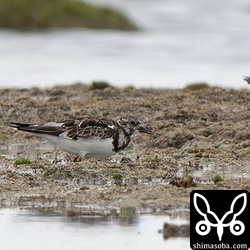一番多いのがキョウジョシギ。