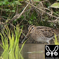 ハリオシギの同じ群れにはチュウジシギ。